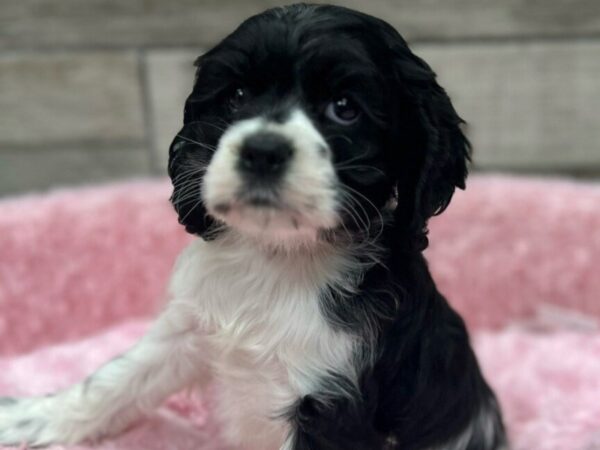 [#3686] Black & White Female Cocker Spaniel Puppies for Sale