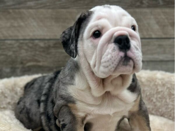 [#3646] Blue Merle Female English Bulldog Puppies for Sale