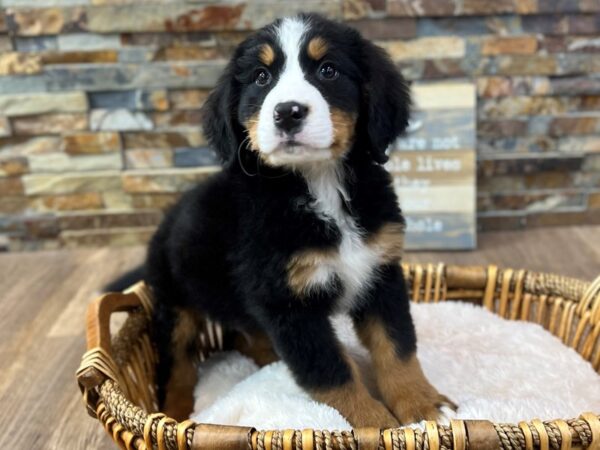 [#3649] Tri Male Bernese Mountain Dog Puppies for Sale