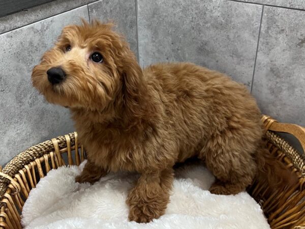 [#3613] Red Male F1B Mini Goldendoodle Puppies for Sale