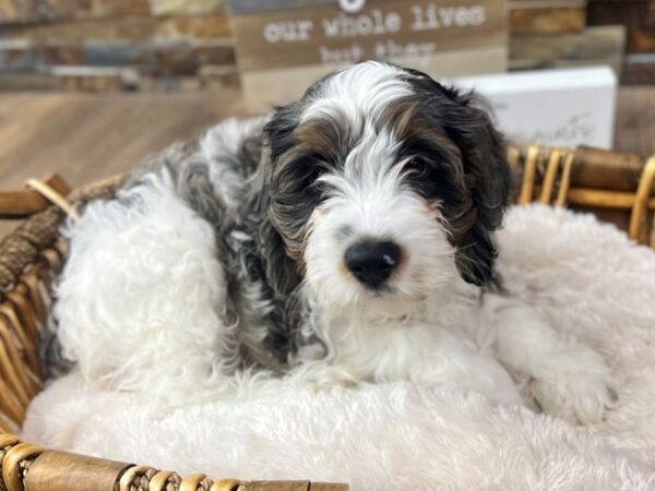 [#3659] Blue Merle & White Male Cockapoo Puppies for Sale