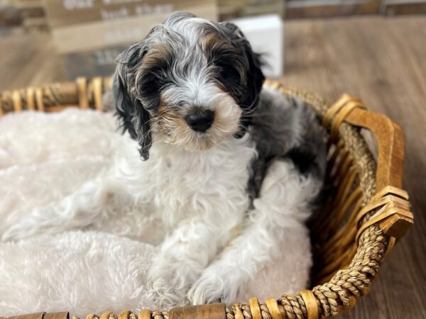 [#3660] Blue Merle & White Female Cockapoo Puppies for Sale