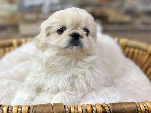 [#3661] Cream Female Pekingese Puppies for Sale