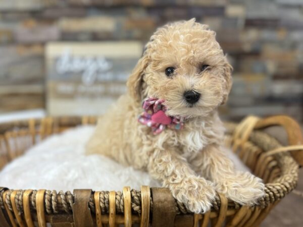 [#3664] Apricot Female Bichonpoo Puppies for Sale