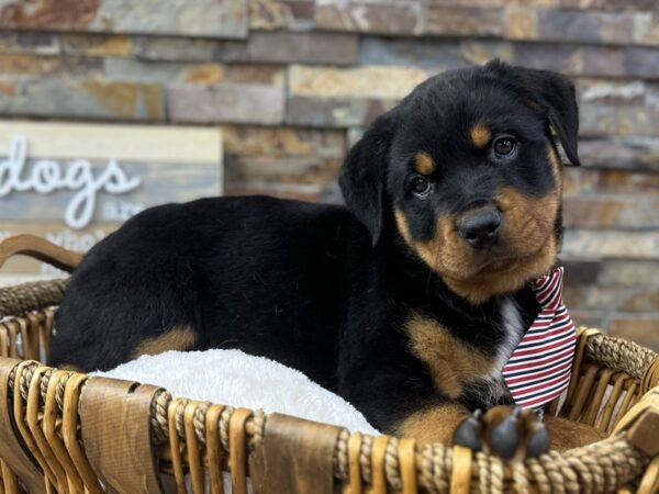 [#3679] Black & Tan Male Rottweiler Puppies for Sale