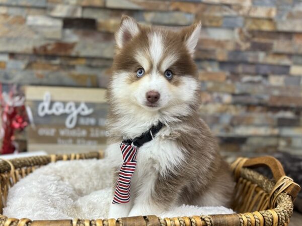 [#3675] Red & White Male Pomsky Puppies for Sale