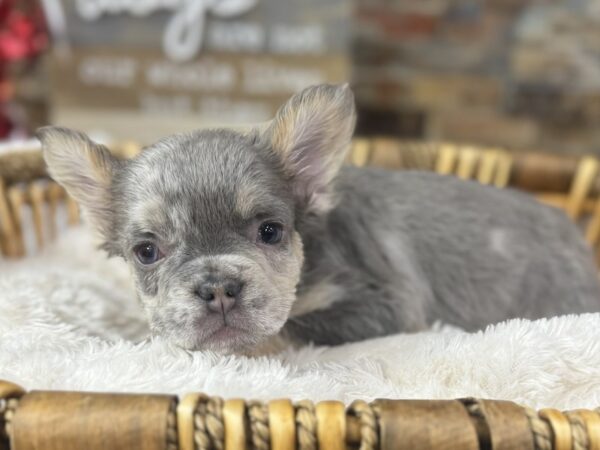 [#3682] Blue Merle Male French Bulldog Puppies for Sale