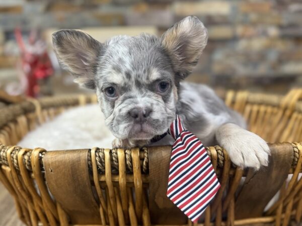 [#3681] Blue Merle Male French Bulldog Puppies for Sale