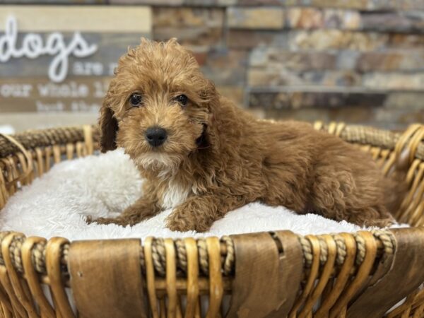 [#3680] Red Male Mini Goldendoodle Puppies for Sale