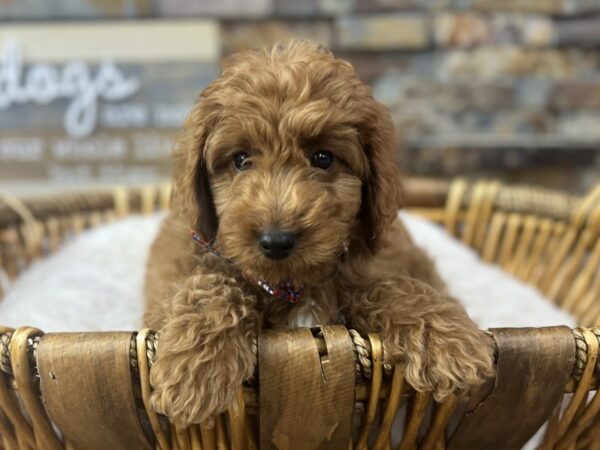 [#3671] Red Male Mini Goldendoodle 3rd Generation Puppies for Sale