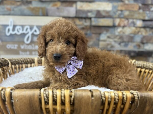 [#3673] Red Female Mini Goldendoodle 3rd Generation Puppies for Sale