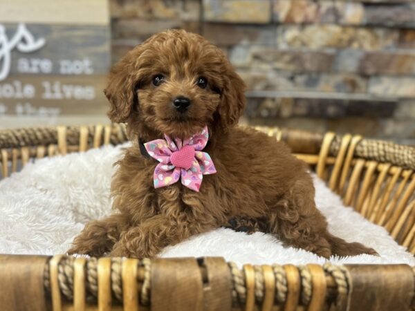 [#3674] Red Female Mini Goldendoodle 3rd Generation Puppies for Sale
