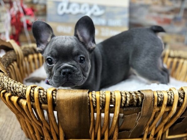 [#3697] Blue w/ Tan Male French Bulldog Puppies for Sale