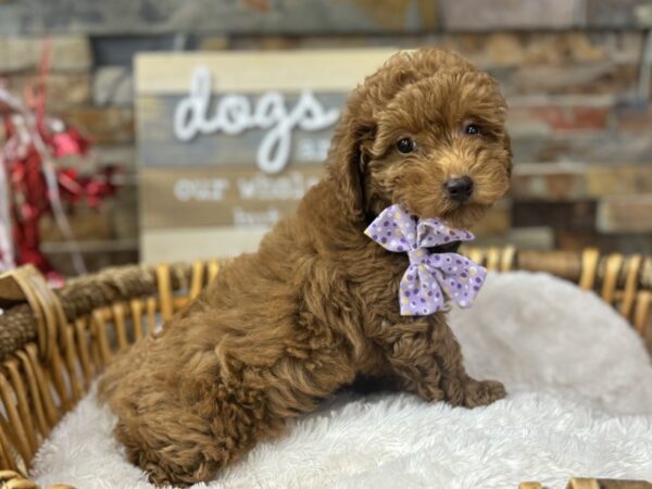 [#3687] Red Female Miniature Poodle Puppies for Sale