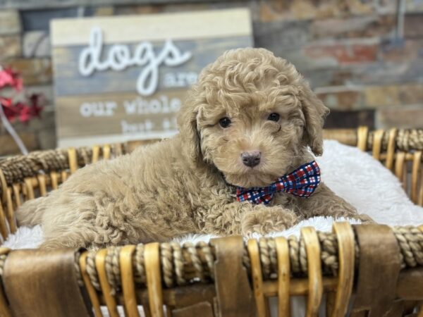 [#3688] Apricot Male Miniature Poodle Puppies for Sale