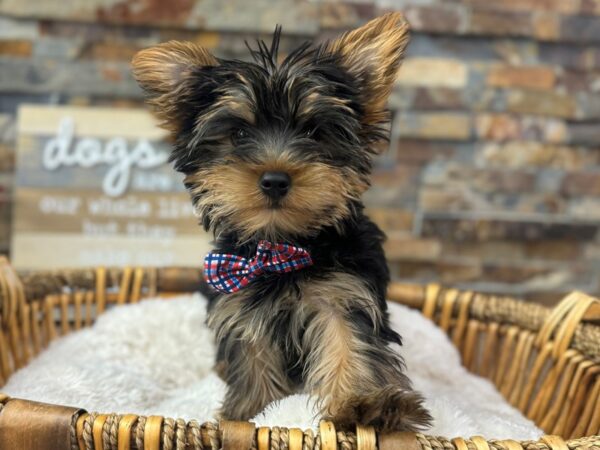 [#3691] Black & Tan Male Yorkshire Terrier Puppies for Sale