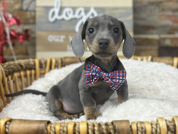 [#3693] Blue w/ Tan Male Dachshund Puppies for Sale