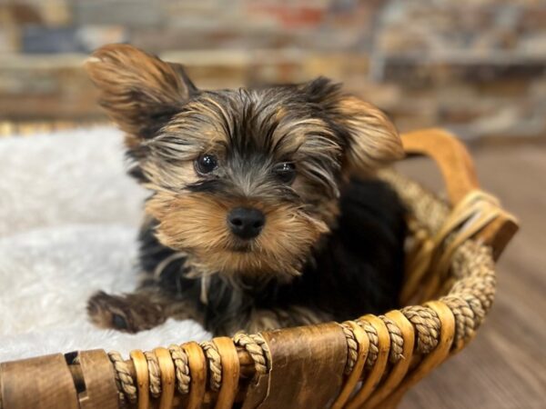 [#3690] Black & Tan Male Yorkshire Terrier Puppies for Sale