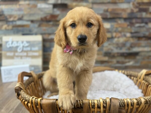 [#3699] Golden Female Golden Retriever Puppies for Sale