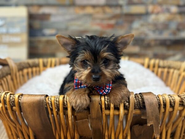 [#3701] Blue & Gold Male Yorkshire Terrier Puppies for Sale