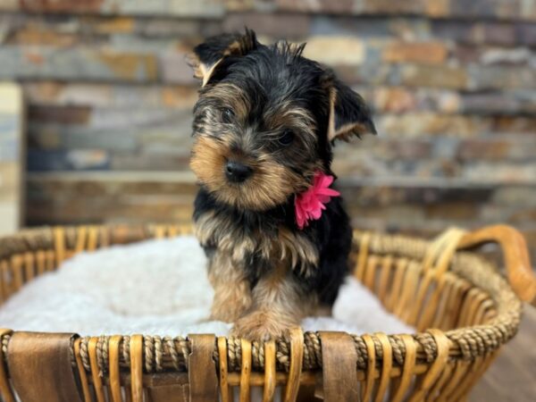 [#3703] Blue & Gold Female Yorkshire Terrier Puppies for Sale