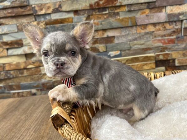 [#3682] Blue Merle Male French Bulldog Puppies for Sale