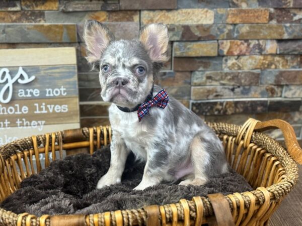 [#3681] Blue Merle Male French Bulldog Puppies for Sale