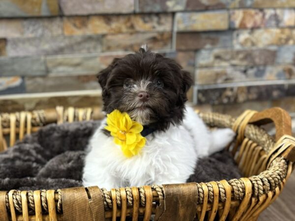 [#3705] Chocolate & White Female Havanese Puppies for Sale