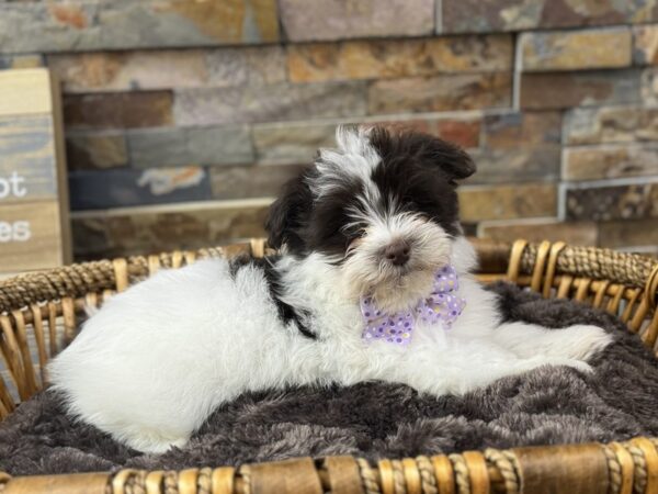 [#3704] Chocolate & White Female Havanese Puppies for Sale