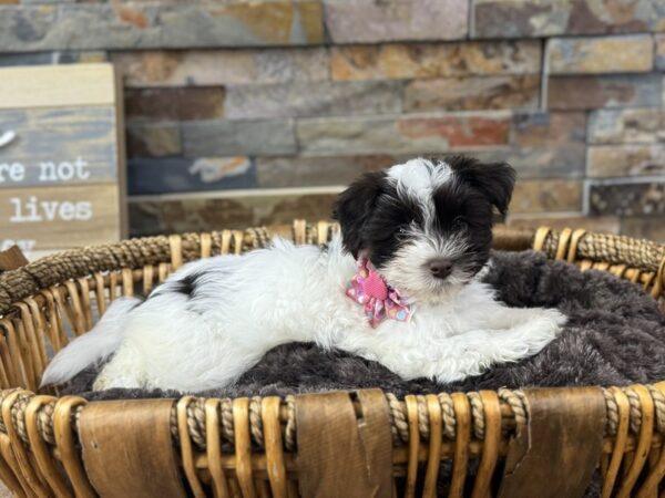 [#3706] Chocolate & White Female Havanese Puppies for Sale