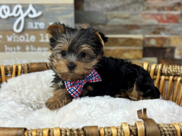[#3700] Blue & Gold Male Yorkshire Terrier Puppies for Sale