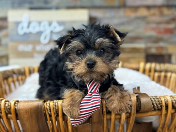 [#3702] Blue & Gold Male Yorkshire Terrier Puppies for Sale
