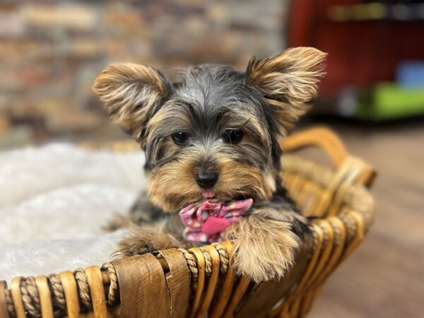 [#3720] Black & Tan Female Yorkshire Terrier Puppies for Sale