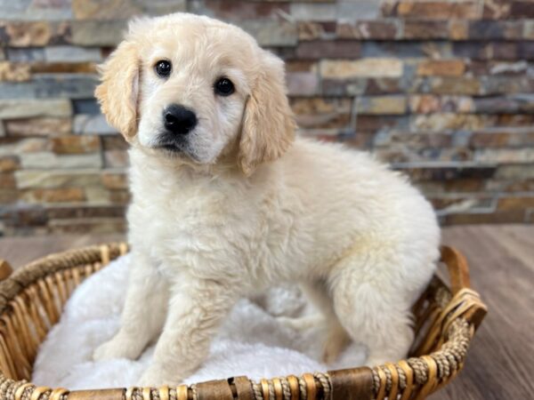 [#3711] Light Golden Female Golden Retriever Puppies for Sale