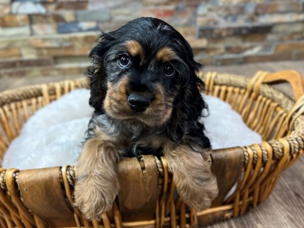 [#3724] Blue Merle Male Cocker Spaniel Puppies for Sale