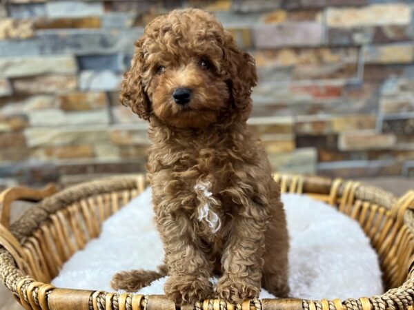 [#3725] Red Male Miniature Poodle Puppies for Sale