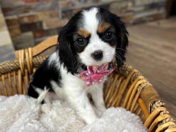 [#3729] Black & White w/Tan Female Cavalier King Charles Spaniel Puppies for Sale