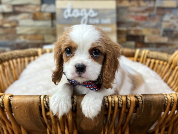 [#3730] Blenheim Male Cavalier King Charles Spaniel Puppies for Sale