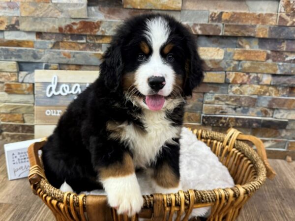 [#3727] Tri Male Bernese Mountain Dog Puppies for Sale