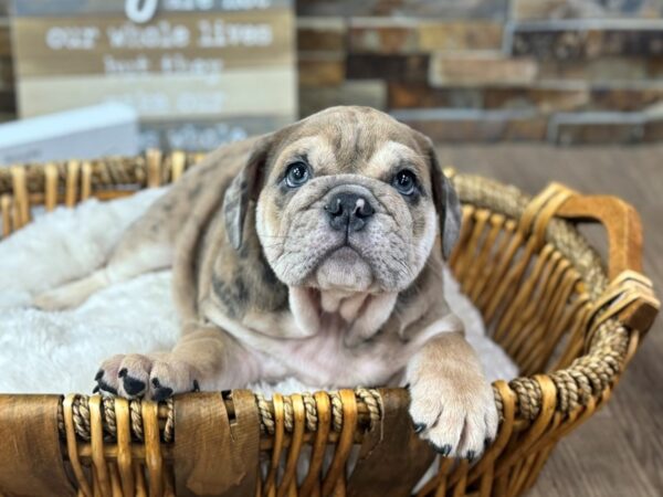 [#3728] Blue Fawn Merle Male English Bulldog Puppies for Sale