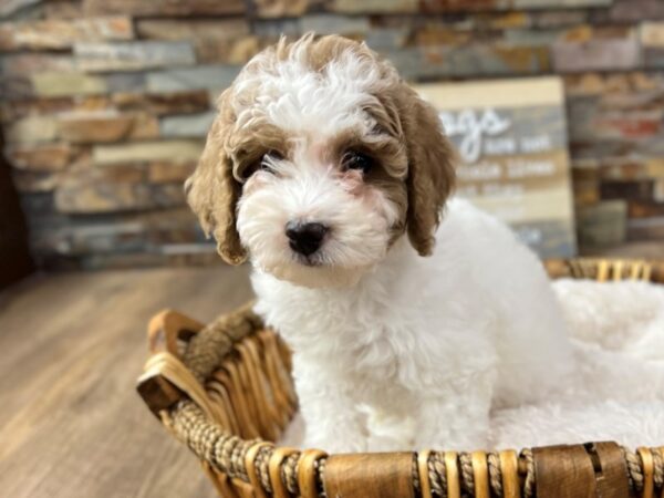 [#3731] White & Red Female F2 MINI GOLDENDOODLE Puppies for Sale