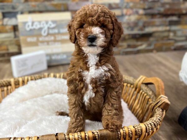 [#3732] Red Abstract Female F2 MINI GOLDENDOODLE Puppies for Sale