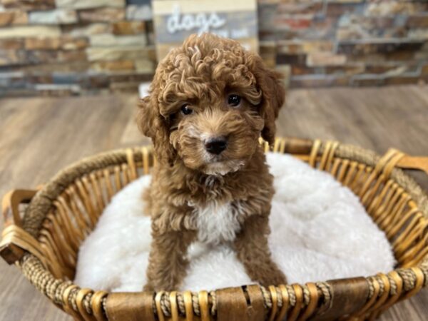 [#3733] Red Abstract Female F2 MINI GOLDENDOODLE Puppies for Sale