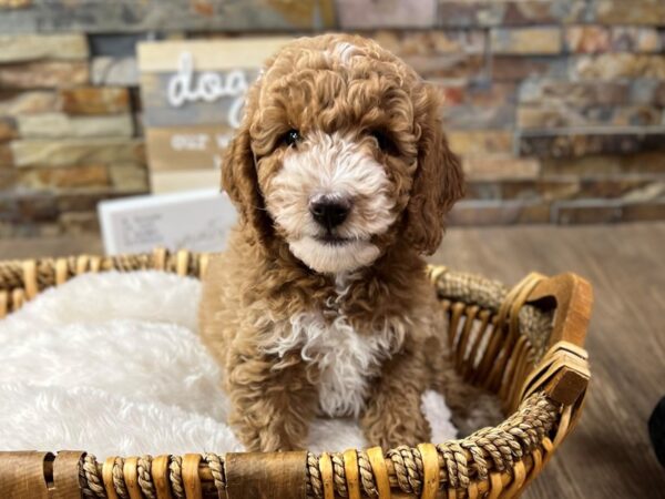[#3734] Red Male F2 MINI GOLDENDOODLE Puppies for Sale