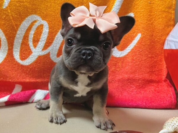 [#3735] lilac Female French Bulldog Puppies for Sale
