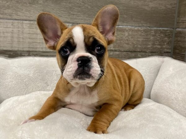 [#3756] Red Fawn Female French Bulldog Puppies for Sale