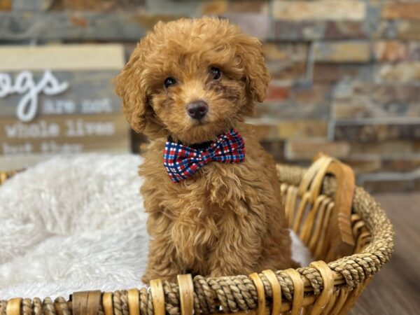 [#3760] Dark Red Male Miniature Poodle Puppies for Sale