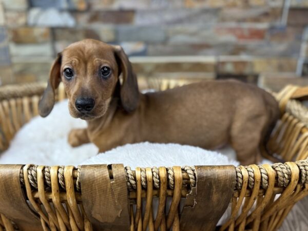 [#3774] Red Male Dachshund Puppies for Sale