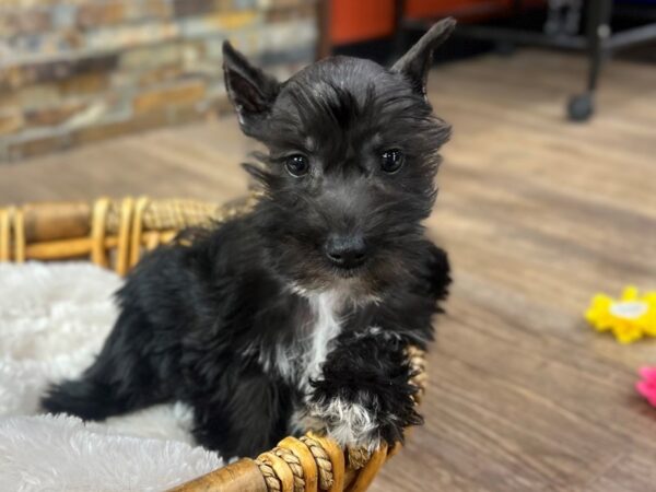 [#3789] Black w/ White Female Miniature Schnauzer Puppies for Sale