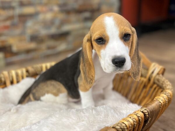 [#3797] Tri Male Beagle Puppies for Sale